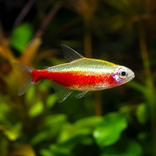 Parach.innesi   Neon tetra goud M